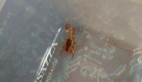 FOTO: Hľadanie jedovatých škorpiónov na Liptove pokračuje. Jedného sa už podarilo odchytiť