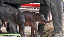 Zázrak v Thajsku: Slonica porodila vzácne dvojčatá
