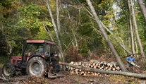 Ako to bude s cenami dreva tento rok? Zisťovali sme, či by ste si mali už teraz robiť zásoby