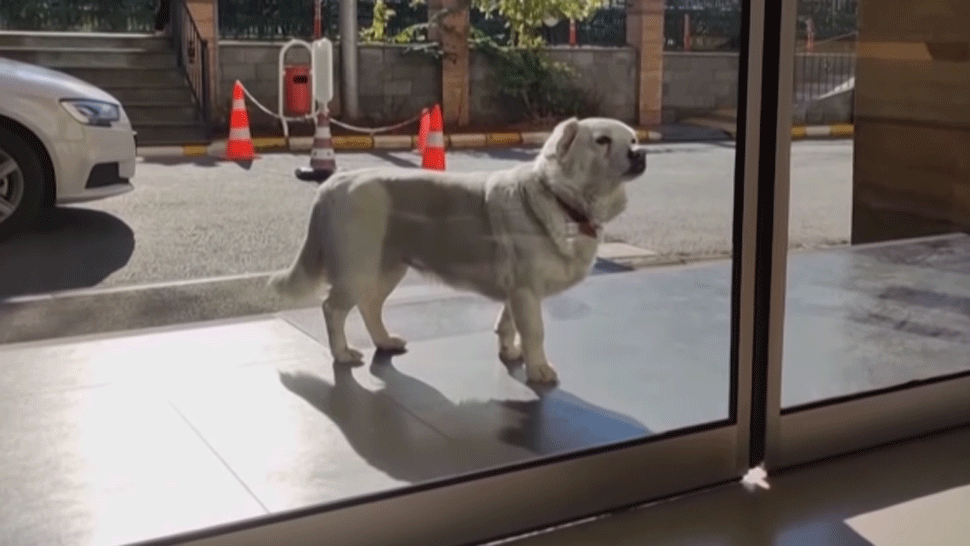 Oddaný pes. Na svojho majiteľa čakal pred nemocnicou šesť dní