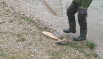 V Kuchajde zbierajú mŕtve kapry ako na bežiacom páse. Zisťovali sme, čo sa stalo
