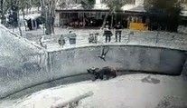 Video, z ktorého mrazí. Matka, pred zrakmi návštevníkov, hodila dcéru (3) do medvedieho výbehu v ZOO
