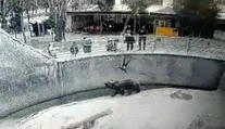 Video, z ktorého mrazí. Matka, pred zrakmi návštevníkov, hodila dcéru (3) do medvedieho výbehu v ZOO
