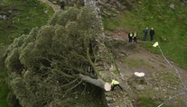 VIDEO: Briti zúria. Vandal spílil najznámejší strom v krajine, polícia ho zadržala