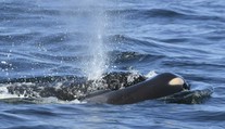 Vedci už možno vedia dôvod, prečo pyrenejské kosatky útočia na lode
