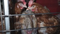 EÚ: Vedci odporučili ukončiť používanie klietok na chov kurčiat