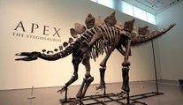 Dražba, ktorá prekonala všetky očakávania. Za kostru vzácneho dinosaura zaplatil kupec závratnú sumu