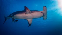 Hrozivý prípad. Žralok surfistovi odhryzol nohu, následne ju vyplavilo na breh