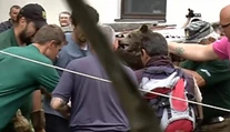 Zábery, ako medvedici Inge berú mláďatá, lámu srdce. Ochranári vysvetlili, prečo to urobili