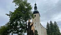 Najkrajší strom Veľkej Fatry - 460-ročnú lipu - zničila víchrica