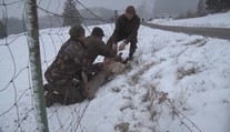 Do drôtov sa ročne zamotajú a uhynú stovky zvierat. Takto vyzerá vyslobodenie so šťastným koncom