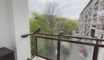 Okupujú balkóny a výkalmi ohrozujú naše zdravie. Tu je niekoľko rád, ako odohnať holuby