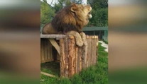 Šelmy z ranča pri Žiline neusmrtia. Zrejme skončia v zoo