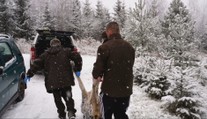 Kvóta na strieľanie vlkov je zatiaľ mimo hry. Taraba sa sústreďuje na medveďov