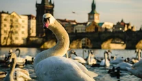 VIDEO: Vybrala sa na prechádzku Prahou. Labuť si vykračovala priamo na ceste medzi autami