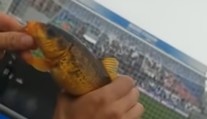 Nový virál z talianskej futbalovej súťaže: Fanúšik na zápase chytil na udicu rybu