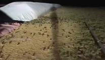VIDEO: Invázia myší v Austrálii: Ničia úrodu, napádajú ľudí a kontaminujú vodu
