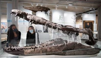 Mal schopnosti ako T-Rex, bol kráľom oceánov. Vedci objavili gigantickú lebku pravekého monštra