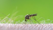 V Európe sa množia prípady západonílskej horúčky. Najviac sa šíri v obľúbenej dovolenkovej destinácii