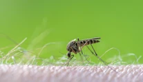 V Európe sa množia prípady západonílskej horúčky. Najviac sa šíri v obľúbenej dovolenkovej destinácii
