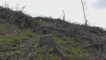 Štátne lesy čelia kritike. Lesník poukázal na problém, pohrozili mu výpoveďou