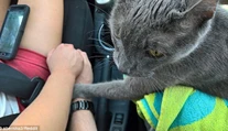 Kocúrik sa držal za ruky so svojimi majiteľmi počas poslednej cesty k veterinárovi