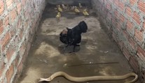 VIDEO: Sliepka v snahe ochrániť kuriatka si trúfla na kobru. Takúto odvahu nemá každý
