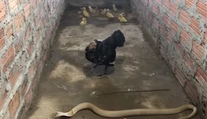 VIDEO: Sliepka v snahe ochrániť kuriatka si trúfla na kobru. Takúto odvahu nemá každý