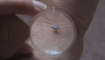 Kliešte už zrejme budeme mať celoročne. Na jedno z ochorení, ktoré prenášajú, sa však pripravuje vakcína