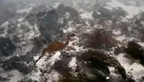 Vedci nafilmovali neznámeho živočícha. Doteraz ho naživo nikto nevidel