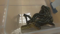 Podaril sa im chovateľský unikát. V košickej zoo prvýkrát rozmnožili anakondu paragvajskú