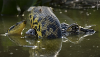 FOTO: Súboj anakondy s kajmanom či víriaci sa húf žubrienok. Toto sú najlepšie snímky prírody za rok 2024