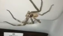 Rutinná cesta z práce sa zmenila na desivý zážitok. Vodička nad hlavou zbadala votrelca