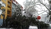 Sneh v Poprade a okolí láme stromy. Myslite na to na prechádzkach aj pri parkovaní