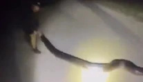 VIDEO: Zámer im vyšiel do bodky. Partii chlapov sa na Floride podarilo uloviť obrieho pytóna