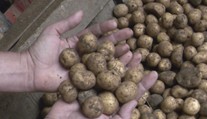 Sucho dáva poľnohospodárom poriadne zabrať. Niekde už majú o tretinu nižšiu úrodu
