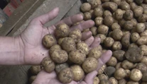 Sucho dáva poľnohospodárom poriadne zabrať. Niekde už majú o tretinu nižšiu úrodu
