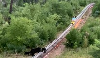 VIDEO: Nečakaná návšteva na bobovej dráhe. Do cesty sa postavila medvedia rodinka