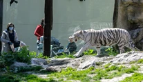 V bratislavskej zoo uhynul 17-ročný leopard cejlónsky
