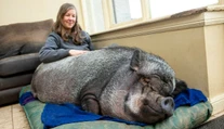 Malo to byť miniprasiatko, no dnes má 130 kilogramov. Má sa však ako „prasa v žite“