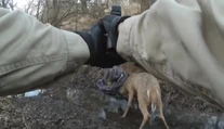 VIDEO: Jelene sa zamotali parohmi. Muž ich zachránil netradičným spôsobom