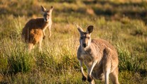 Turisti v Austrálii sa musia mať na pozore: Útočia na nich kengury závislé od mrkvy