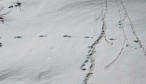 FOTO: Indická armáda tvrdí, že odfotografovala stopy tajomného yetiho