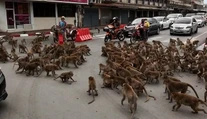 VIDEO: Vodičom sa naskytla scéna ako z akčného filmu. Na križovatke si to rozdali dva gangy opíc