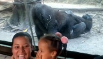 VIDEO: Návštevníci zoo neverili vlastným očiam. Gorily sa pred ich zrakmi začali oddávať radovánkam