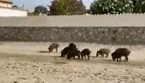 VIDEO: Strach na viacerých plážach Španielska. Stádo diviakov tam ohrozuje dovolenkárov
