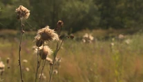 Únia ich zakazuje, u nás sú žiadané. Chemické postreky poskytujú ochranu len zdanlivo