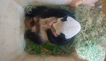 Panda zaskočila viedenskú zoo. Pozrite, čo priviedla na svet