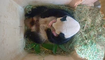 Panda zaskočila viedenskú zoo. Pozrite, čo priviedla na svet