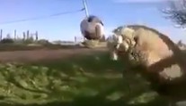 VIDEO: Zvieratá to s loptou vedia. Tejto ovci ide parádne hlavičkovanie